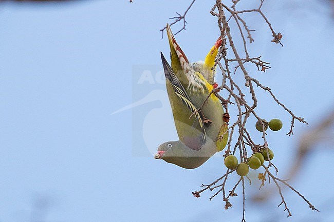African Green Pigeon (Treron calvus), adult upside down eating fruits on a tree, Mpumalanga, South Africa stock-image by Agami/Saverio Gatto,