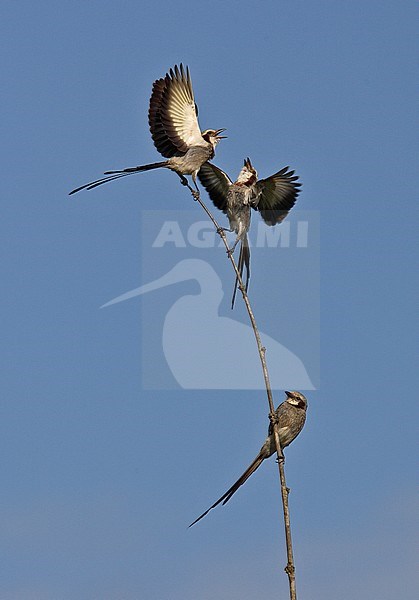 Gubernetes yetapa (Streamer-tailed Tyrant) pair displaying stock-image by Agami/Andy & Gill Swash ,