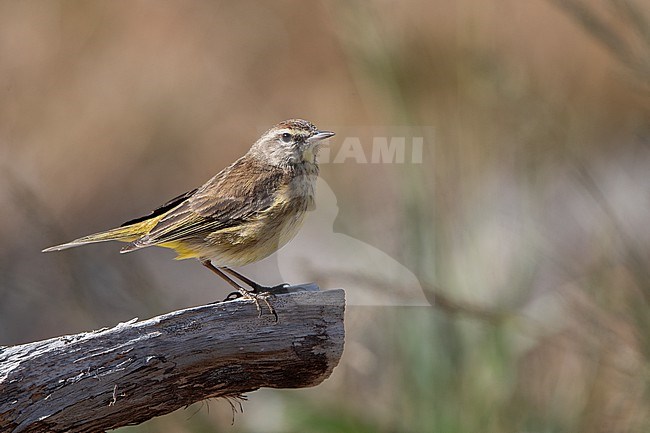 Palm Warbler (Setophaga palmarum) perched on a branch during spring migration at Dry Tortugas, Florida, USA stock-image by Agami/Helge Sorensen,