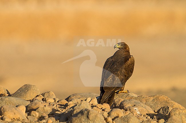 Steppe Eagle - Steppenadler - Aquila nipalensis, Oman, adult stock-image by Agami/Ralph Martin,