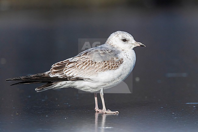 Fist winter Common Gull (Larus canus canus) sitting on frozen pond in Vilvoorde, Brabant, Belgium. stock-image by Agami/Vincent Legrand,
