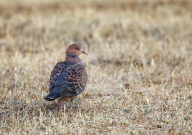 Oosterse Tortel; Oriental Turtle Dove (Streptopelia orientalis) stock-image by Agami/James Eaton,