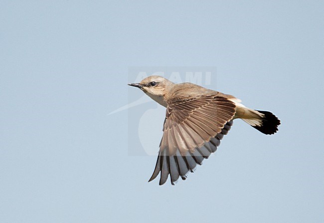 Mannetje Tapuit in de vlucht; Male Northern Wheatear in flight stock-image by Agami/Markus Varesvuo,