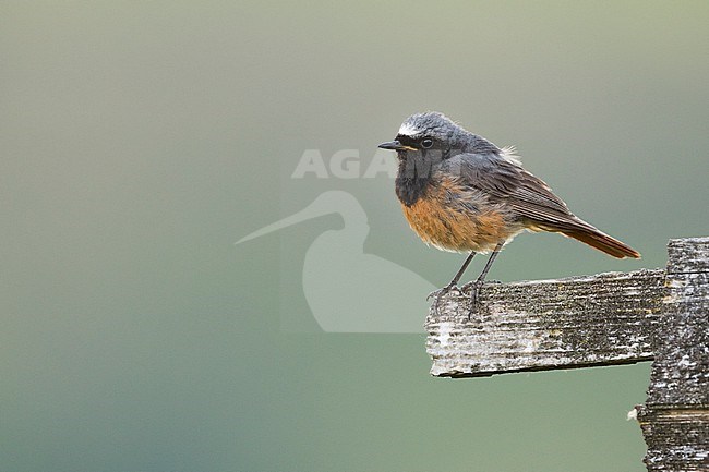 Hybrid adult male Black Redstart x Common Redstart (Phoenicurus ochruros x phoenicurus) in Germany. stock-image by Agami/Ralph Martin,