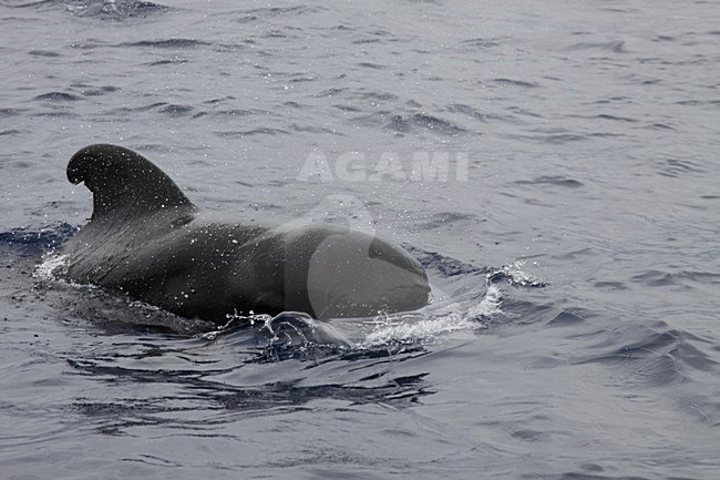 Griend haalt adem; Long-finned Pilot Whale breathing stock-image by Agami/Chris van Rijswijk,