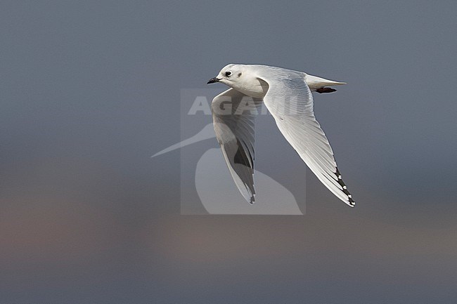 Volwassen winterkleed Saunders' Meeuw in vlucht; Adult winter Saunders's Gull in flight stock-image by Agami/Daniele Occhiato,