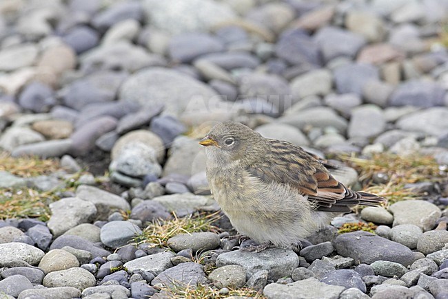 Sneeuwgors jong op grond; Snow Bunting juvenile on ground stock-image by Agami/Markus Varesvuo,