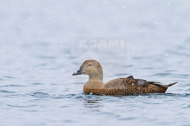 Adult female King Eider (Somateria spectabilis), wintering in arctic Norway. stock-image by Agami/Ralph Martin,