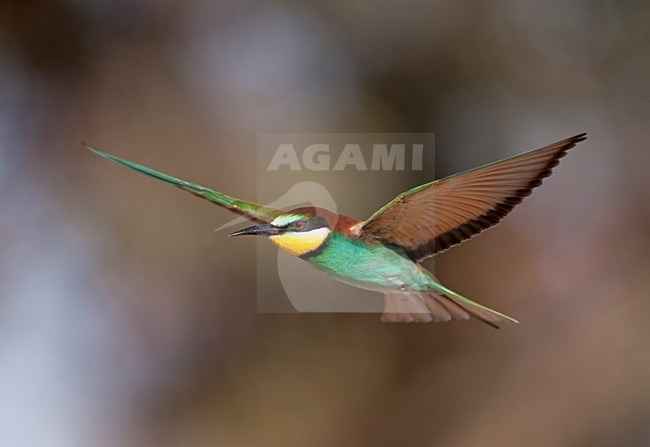 Bijeneter in de vlucht; European Bee-eater in flight stock-image by Agami/Markus Varesvuo,