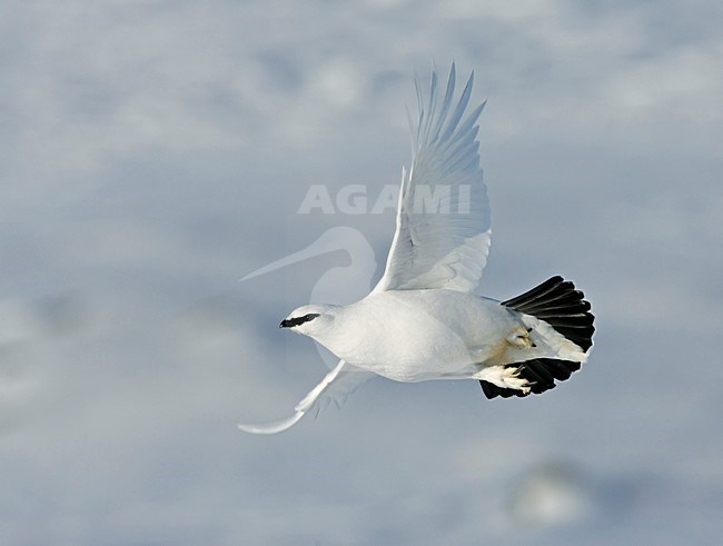 Rock Ptarmigan adult winter male flying; Alpensneeuwhoen volwassen man winterkleed vliegend stock-image by Agami/Markus Varesvuo,