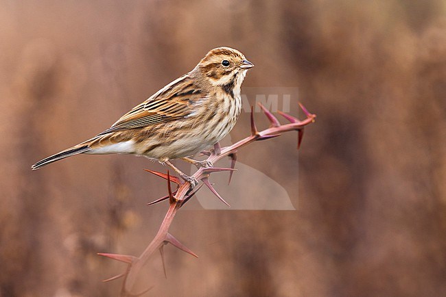 Common Reed Bunting (Emberiza schoeniclus) in Italy. stock-image by Agami/Daniele Occhiato,