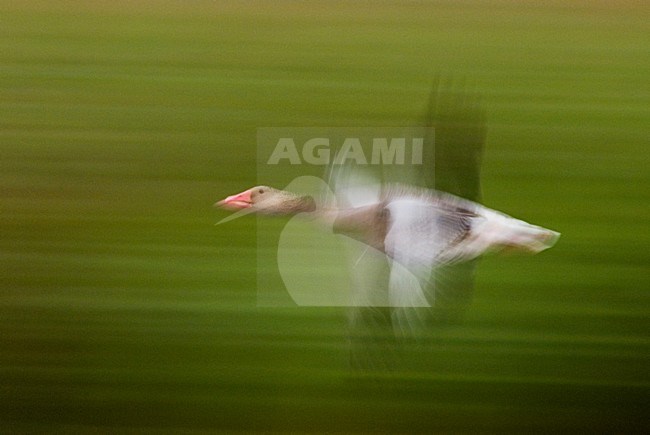Grauwe Gans vliegend; Greylag Goose flying stock-image by Agami/Bence Mate,