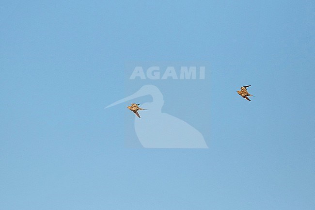 Namaqua Sandgrouse (Pterocles namaqua) in South Africa. stock-image by Agami/Pete Morris,