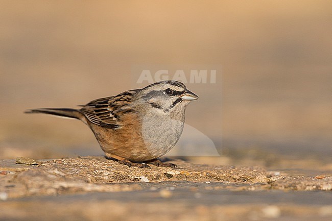 Rock Bunting -Zippammer - Emberiza cia ssp. cia, Spain, adult male stock-image by Agami/Ralph Martin,