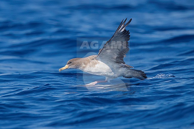 Scopoli's Shearwater (Calonectris diomedea), side view of an adult taking off from the water stock-image by Agami/Saverio Gatto,