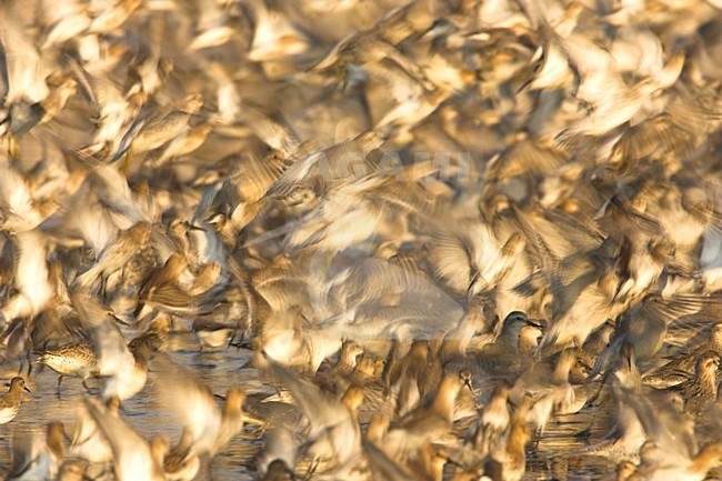 Kanoeten  op hoogwatervluctplaats; Knot  roost at high tide stock-image by Agami/Danny Green,