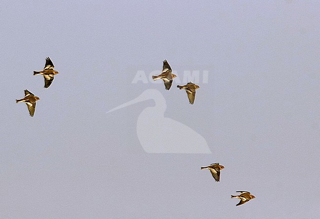 Six Snow Buntings (Plectrophenax nivalis) flying by during winter in The Netherlands. stock-image by Agami/Edwin Winkel,