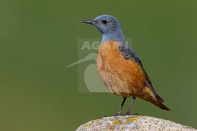 Volwassen mannetje Rode Rotslijster, Adult male Rufous-tailed Rock Thrush stock-image by Agami/Daniele Occhiato,