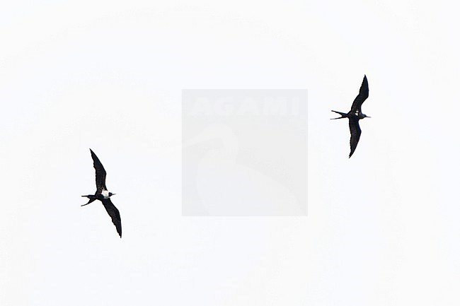 Lesser frigatebird (Fregata ariel) in flight in West Papua, Indonesia. Male and female (left) in flight. stock-image by Agami/Dani Lopez-Velasco,