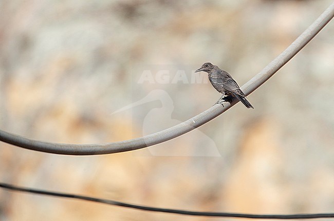 Juvenile Blue Rock Thrush, Monticola solitarius) perched on an electricity wire in rural Spain. stock-image by Agami/Marc Guyt,