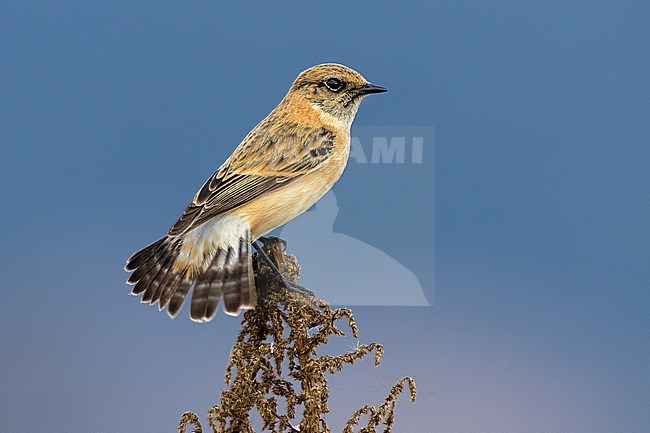 Vagrant Caspian Stonechat (Saxicola maurus hemprichii) in autumn plumage in Italy. stock-image by Agami/Daniele Occhiato,