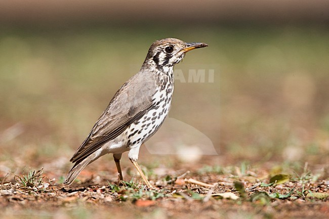 Groundscraper Thrush, Turdus litsitsirupa, in South Africa. Standing on the ground. stock-image by Agami/Marc Guyt,