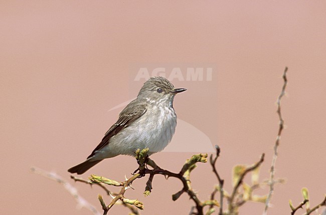 Spotted Flycatcher perched; Grauwe Vliegenvanger zittend stock-image by Agami/Markus Varesvuo,