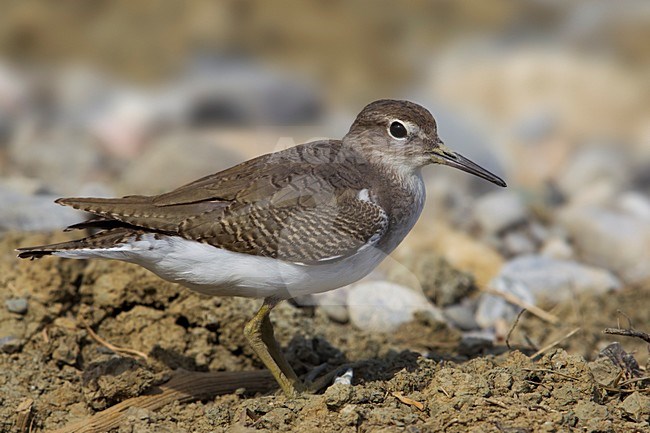 Piro piro piccolo; Common Sandpiper; Actitis hypoleucos stock-image by Agami/Daniele Occhiato,