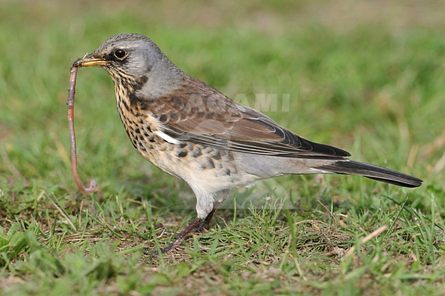 Kramsvogel eet worm; Fieldfare feeding on earth worm stock-image by Agami/Arie Ouwerkerk,