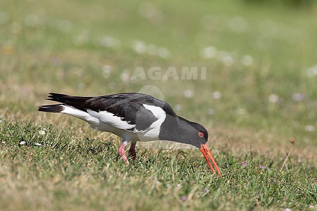 Eurasian Oystercatcher (Haematopus ostralegus) foraging in urban area of Katwijk aan Zee, Netherlands. stock-image by Agami/Arnold Meijer,