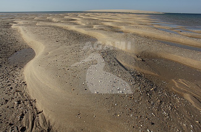 Ria Formosa lagoon is een rust- en foerageergebied voor trekvogels; Ria Formosa lagoon is a important stop over site for migrating birds stock-image by Agami/Jacques van der Neut,