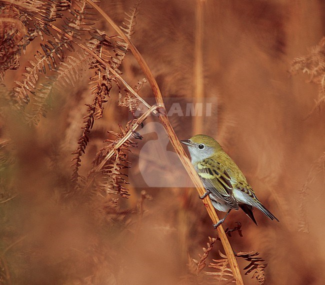 First winter female Chestnut-sided warbler (Setophaga pensylvanica) in France. stock-image by Agami/Dani Lopez-Velasco,