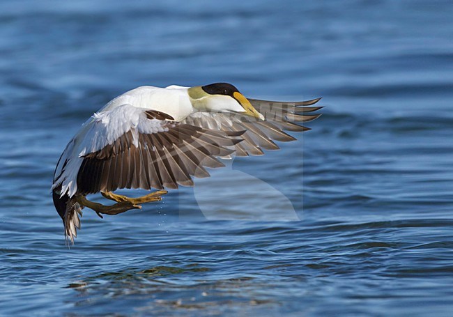 Mannetje Eider in vlucht; Male Common Eider in flight stock-image by Agami/David Hemmings,