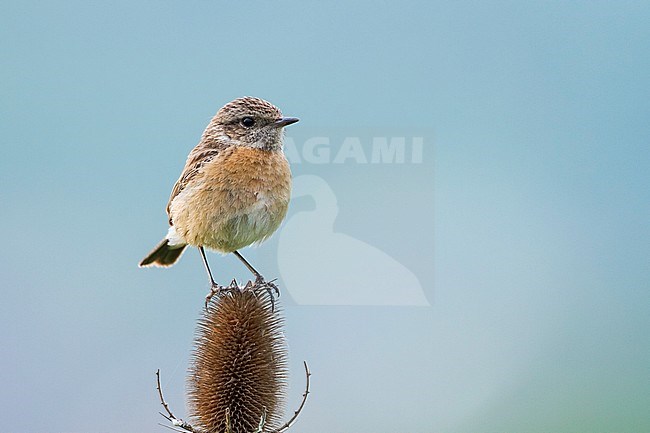 European Stonechat - Schwarzkehlchen - Saxicola torqatus ssp. rubicola, Czech Republic, adult female stock-image by Agami/Ralph Martin,