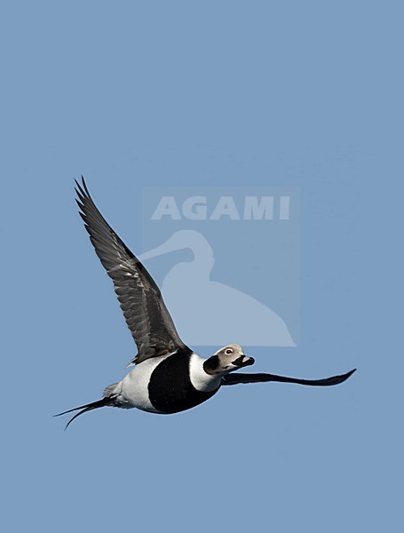 Long-tailed Duck male flying; IJseend man vliegend stock-image by Agami/Jari Peltomäki,