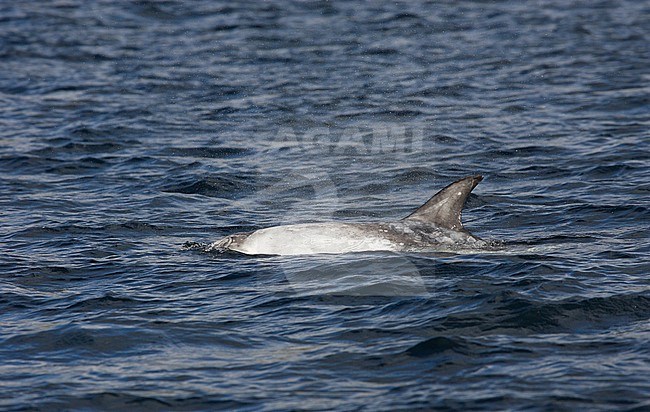 Gramper, Risso's Dolphin, Grampus griseus stock-image by Agami/Hugh Harrop,