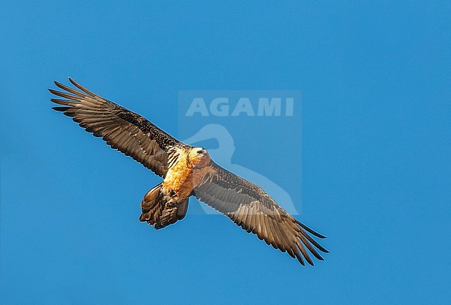 Adult Bearded Vulture (Gypaetus barbatus) in flight in India. Also known as Lammergeier. stock-image by Agami/Marc Guyt,