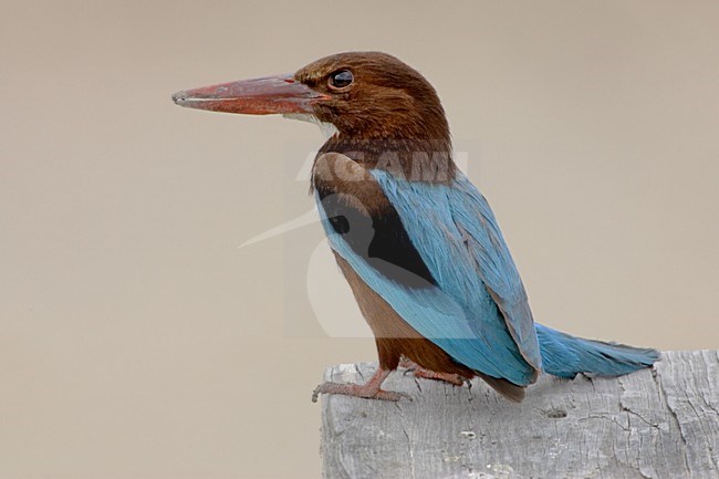 Smyrna IJsvogel volwassen zittend; White-throated Kingfisher adult perched stock-image by Agami/Daniele Occhiato,