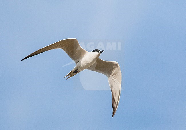 Adult Gull-billed Tern (Gelochelidon nilotica) in flight over Greek island Lesvos during spring migration. stock-image by Agami/Marc Guyt,