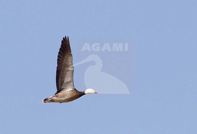 Blue Snow Goose (Anser caerulescens) in flight against a blue sky as background. stock-image by Agami/Brian Sullivan,