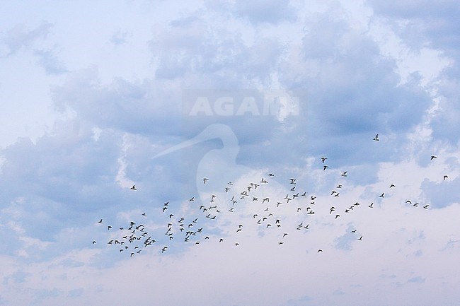 Flock of waders flying over the German Wadden Sea (Bar-tailed godwits, Grey Plovers, Dunlins) stock-image by Agami/Ralph Martin,