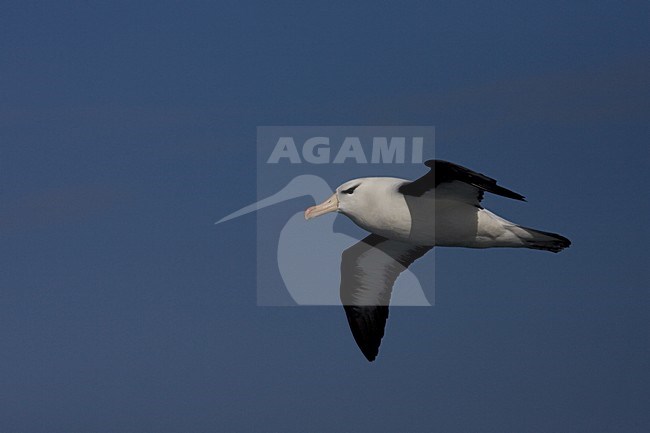 Wenkbrauwalbatros volwassen vliegend tegen blauwe lucht; Black-browed Albatross adult flying above blue sky; stock-image by Agami/Marc Guyt,