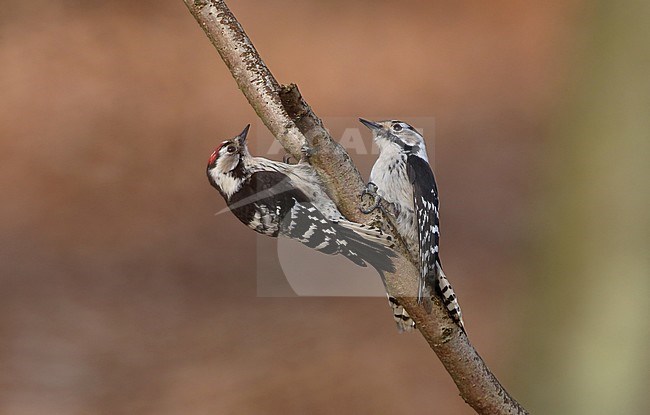 Two fighting males Lesser Spotted Woodpeckers (Dryobates minor minor) at Vaserne in Denmark. stock-image by Agami/Helge Sorensen,