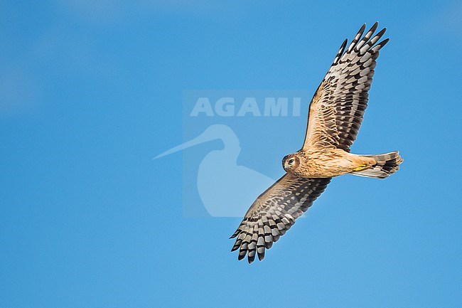 First-winter Hen Harrier (Circus cyaneus) flying over a rural field in Germany (Niedersachsen). stock-image by Agami/Ralph Martin,