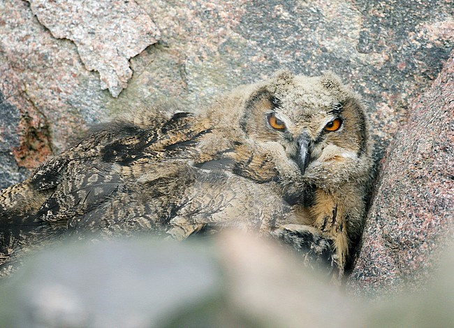 Oehoe; Eagle Owl; Bubo bubo stock-image by Agami/Dick Forsman,