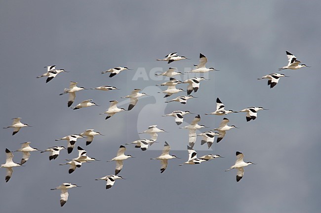 Groep Kluten in de vlucht; Group of Pied Avocet in flight stock-image by Agami/Arie Ouwerkerk,