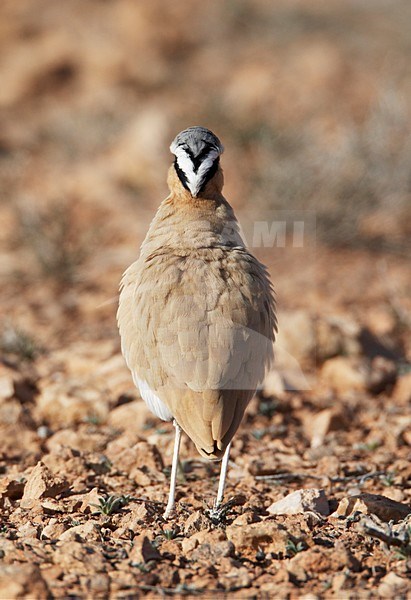 Renvogel in halfwoestijn; Cream-coloured Courser semi desert stock-image by Agami/Markus Varesvuo,