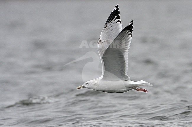 Derde winter Pontische Meeuw, Third winter Caspian Gull stock-image by Agami/Karel Mauer,