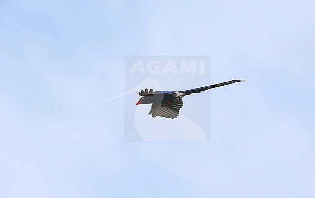 Taiwan Blue Magpie (Urocissa caerulea) flying overhead. Also called Formosan Blue Magpie stock-image by Agami/James Eaton,