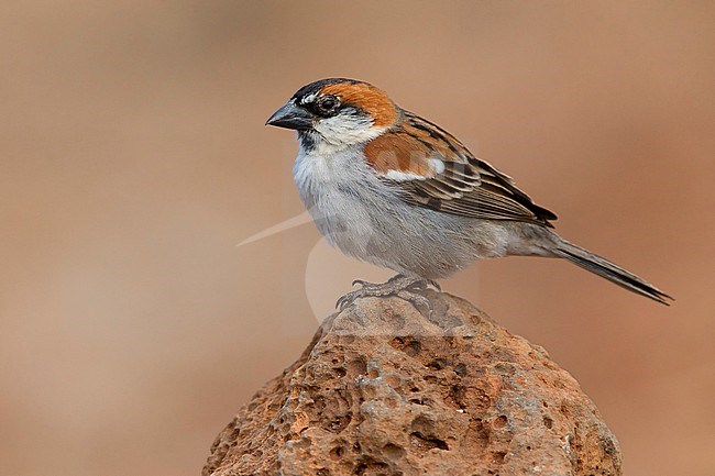 Iago Sparrow, Male, Santiago, Cape Verde (Passer iagoensis) stock-image by Agami/Saverio Gatto,